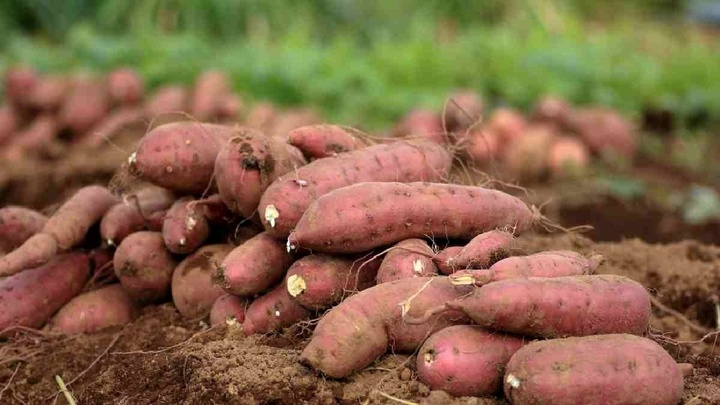 Những thực phẩm cực bổ dưỡng nhưng lại là thủ phạm gây sỏi thận