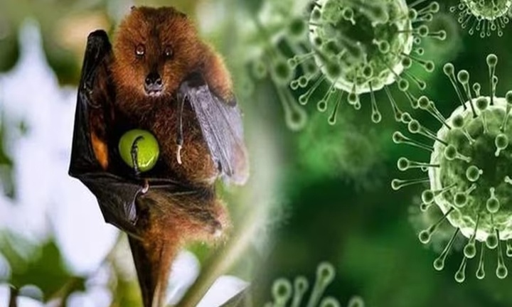 Virus Nipah ở Ấn Độ nguy hiểm thế nào?