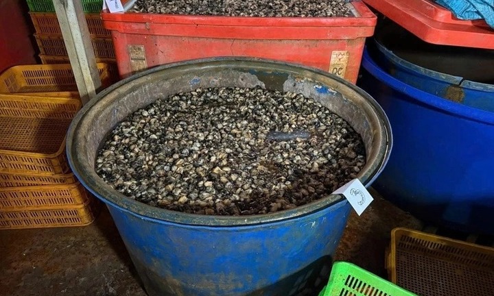 Từ vụ 3.000 tấn ốc trong 