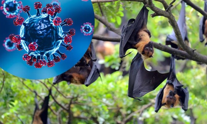 Virus Nipah không lây lan theo cách mà nhiều người đang lo sợ, cần cảnh giác nhưng không nên hoang mang
