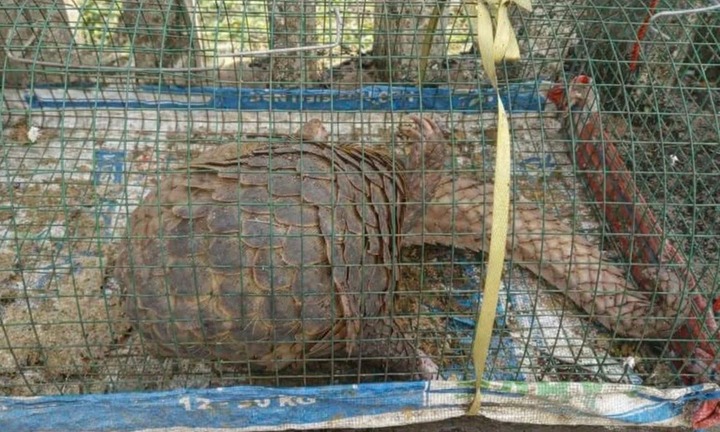 Đặt lồng bắt cua không ngờ dính con vật lạ nặng 5 kg, người đàn ông giao nộp cho công an