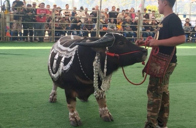 Clip: Cận cảnh con trâu lùn trị giá 16 tỷ đồng, người dân đổ xô đến chụp ảnh