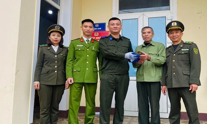 Người dân giao nộp con vật có mai vàng quý hiếm bò vào vườn nhà 