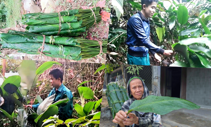 Nhọc nhằn hành trình tìm hái thứ lá nhìn là thấy Tết giữa rừng già