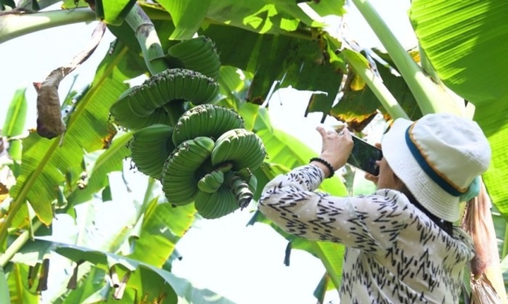Cận cảnh nải chuối hình dáng 