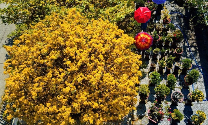 Vì sao cây mai cổ 