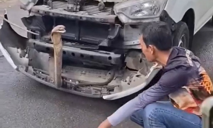 Clip: Bắt sống rắn hổ mang chúa khổng lồ 