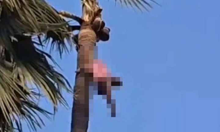 Clip: Bàng hoàng phát hiện người đàn ông tử vong trên cây cọ