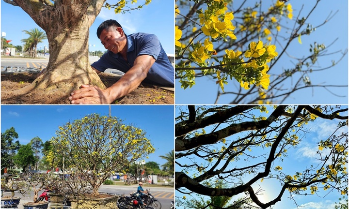 Choáng ngợp trước mai vàng 