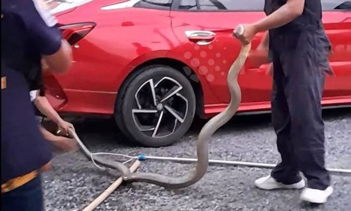 Clip: Phát hiện rắn hổ mang chúa dài 3,6 mét nấp dưới gầm ô tô, cả gia đình sợ hãi