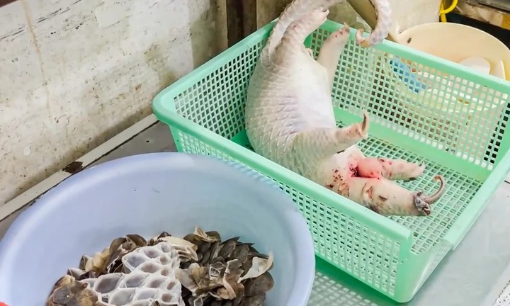 Khởi tố chủ nhà hàng mua tê tê về xẻ thịt phục vụ thực khách