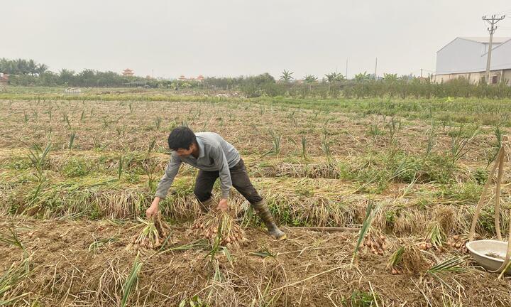 Giá hành xuống thấp, nông dân Hải Phòng thu hoạch giữa ngày Tết, trữ hàng chờ giá tốt