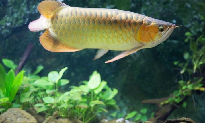 Khẩn trương làm rõ vụ 13 người nghi ngộ độc do ăn trứng cá rồng ở Thanh Hóa