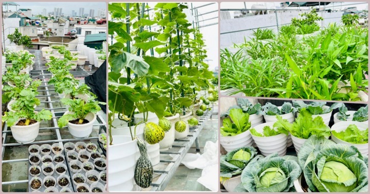 Mê mẩn vườn rau xanh mướt, trĩu quả trên sân thượng của nữ giảng viên đại học