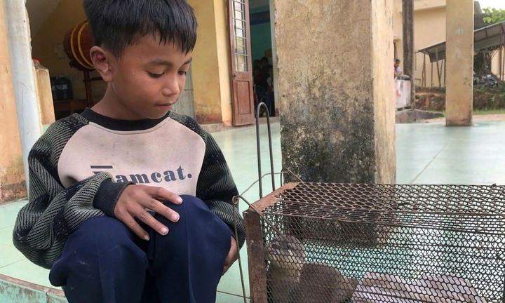 Phát hiện con vật quý hiếm kiệt sức bên suối, nam sinh lớp 4 đưa về nhờ thầy cô