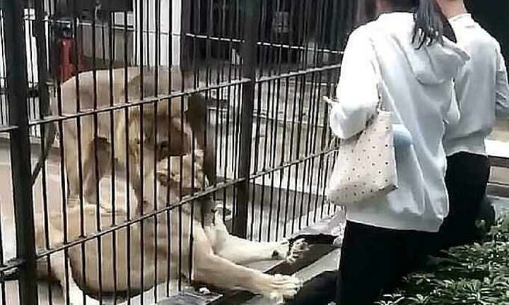 Clip: Bé gái bị sư tử tấn công khi đang cho ăn, xem mà thót tim đến tận phút cuối