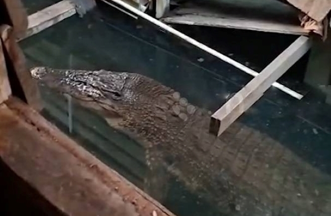 Bé trai 11 tuổi bị cá sấu dài 4,8 mét tấn công khi bơi cùng bạn bè trên sông