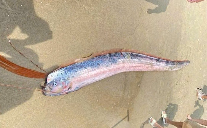 Phát hiện xác cá hố rồng dài gần 2m, lưng có vây đỏ hồng, miệng có râu dài dạt vào bờ biển Đà Nẵng