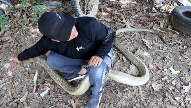 Clip: Vây bắt rắn hổ mang chúa 