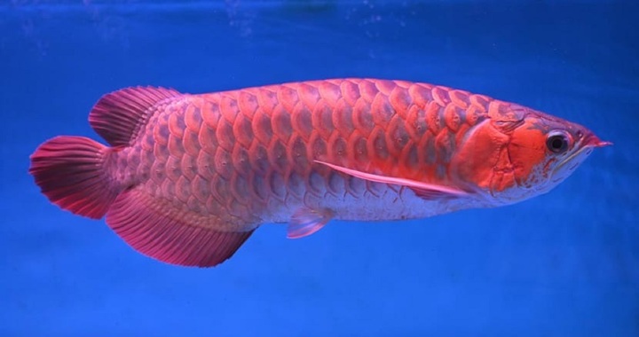 Để cá rồng đỏ nghìn đô của khách chết rồi vứt vào thùng rác, nam shipper bị phạt gần 41 triệu