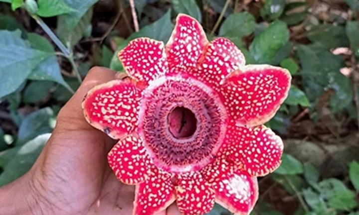 Địa nhãn Himalaya nguy cơ tuyệt chủng cao xuất hiện ở Phong Nha - Kẻ Bàng quý hiếm cỡ nào?