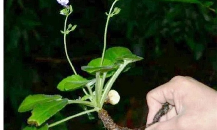Loài hoa tuyệt đẹp trên thế giới chỉ có ở Việt Nam