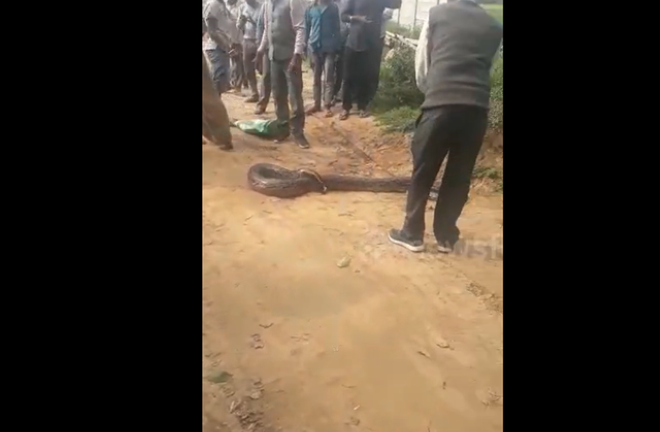 Clip: Cận cảnh vây bắt con trăn khủng đột nhập vào khu dân cư