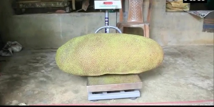 Loại quả lạ nặng hơn 50kg khiến cả vùng náo loạn, ai cũng muốn vào xem