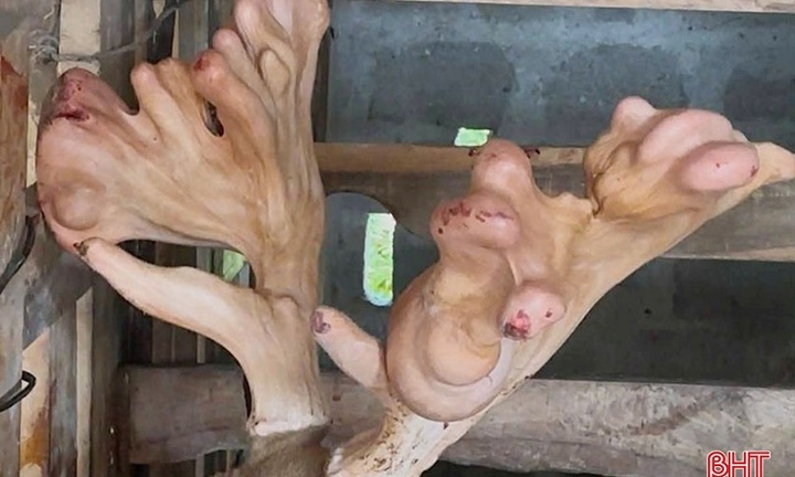 Cận cảnh cặp nhung hươu nặng hơn 5,4 kg, lớn nhất từ trước đến nay ở Hà Tĩnh
