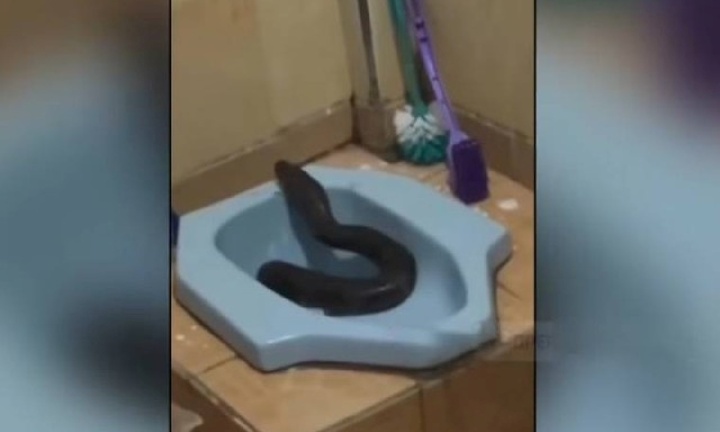 Đứng tim cảnh trăn lưới 