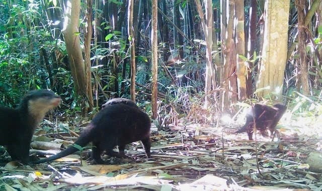 Rái cá, chim hồng hoàng quý hiếm