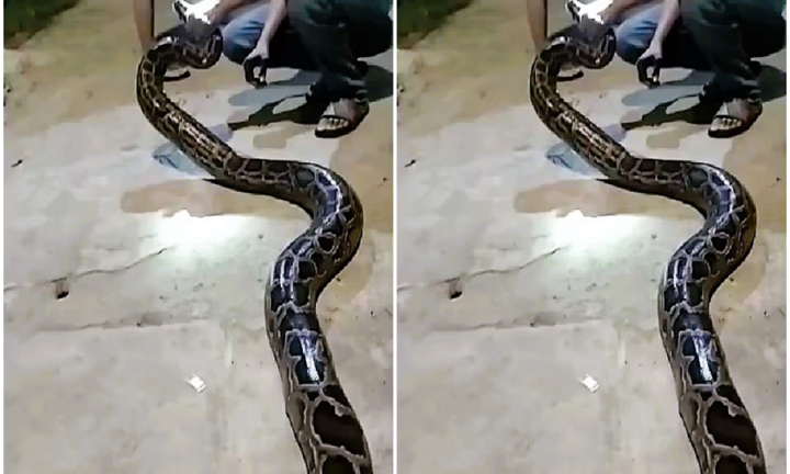 Trăn gấm quý hiếm nặng gần 16kg bò vào khu dân cư ở Đà Nẵng trong đêm