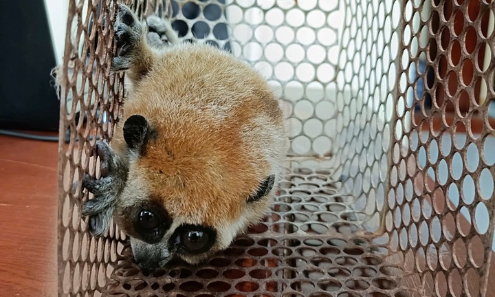 Phát hiện con vật quý hiếm nặng 0,5kg đi lạc vào nhà dân ở Lâm Đồng