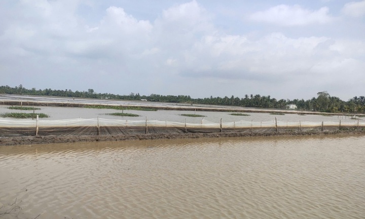 Phát hiện 2 hộ dân nuôi ốc bươu vàng trên hàng ngàn mét vuông