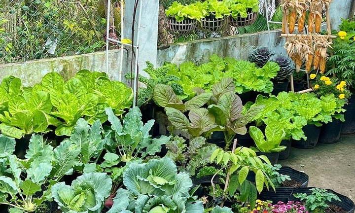 Ngỡ ngàng nam công nhân biến khoảng sân trọ 3m2 thành vườn rau quả 
