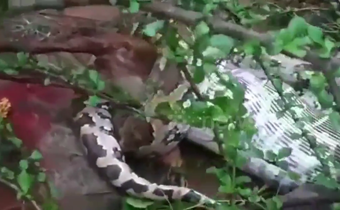 Clip: Cận cảnh trăn