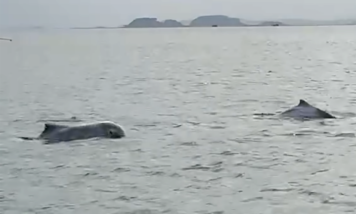 Clip: Đàn cá heo trắng bất ngờ xuất hiện ở đảo Cái Chiên khiến người dân ngỡ ngàng