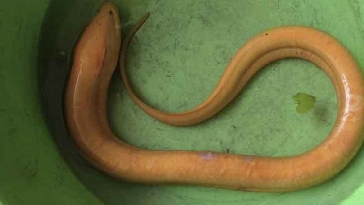 Ngỡ ngàng sinh vật lạ màu vàng óng trên cánh đồng, dân làng đổ xô đến xem