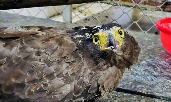 Người dân tự nguyện giao nộp cá thể chim quý hiếm cho cơ quan chức năng