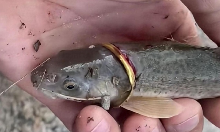 Đi câu cá, người đàn ông 