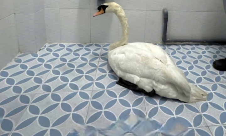 Khởi tố người trộm thiên nga trắng ở Thảo Cầm Viên