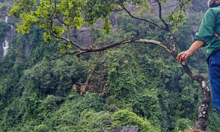 Kiểm lâm Thanh Hóa thu giữ hàng trăm cây cảnh muội hồng, cảnh báo