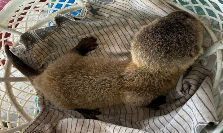 Người dân giao nộp cá thể rái cá quý hiếm, nặng 0,5kg cho công an