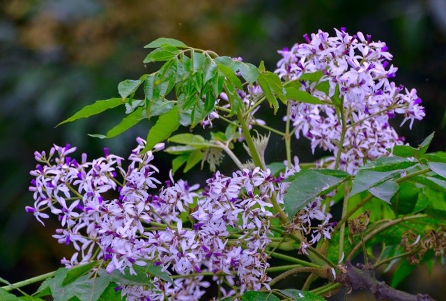 Chuyên gia tâm lý chỉ ra vì sao mùa hoa xoan khiến nhiều người “dễ ốm”, nhạy cảm hơn bình thường?