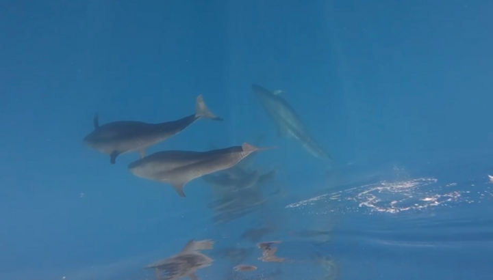 Gần 100 con cá voi vờn sóng, phô diễn sống động ở Phú Quý