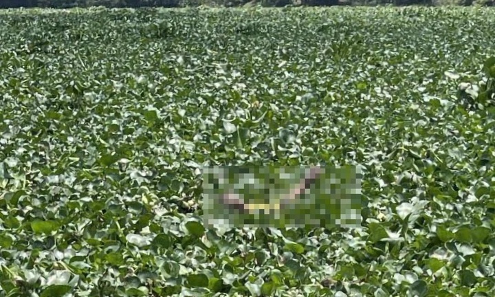 Phát hiện thi thể 2 trẻ đuối nước tại bến phà trên sông Vàm Cỏ Tây