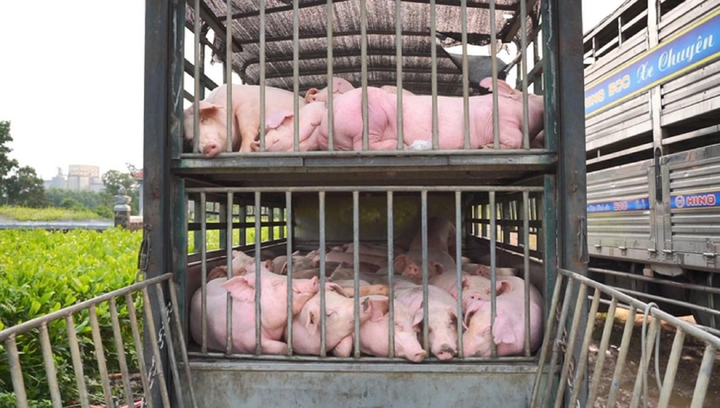 Bắt giữ xe tải chở 100 con lợn nhiễm dịch tả châu Phi