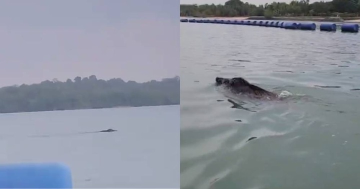 Tưởng cá sấu xuất hiện giữa biển, nhóm chèo kayak hoảng loạn gọi cứu viện – cái kết khiến ai cũng “đứng hình”