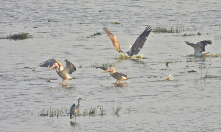 Nóng: Phát hiện đàn bồ nông chân xám quý hiếm xuất hiện trở lại ở Vườn quốc gia Tràm Chim