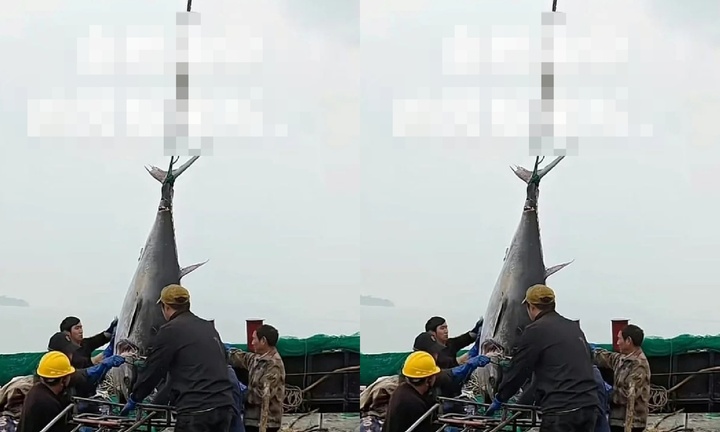 Clip: Bắt được cặp cá ngừ vây xanh hiếm có, ngư dân 